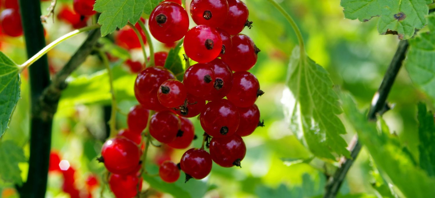 Red Currant and Rye